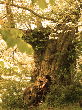 Mont Dol Jaufré lyre arbre Mont Dol Jaufré lyre arbre